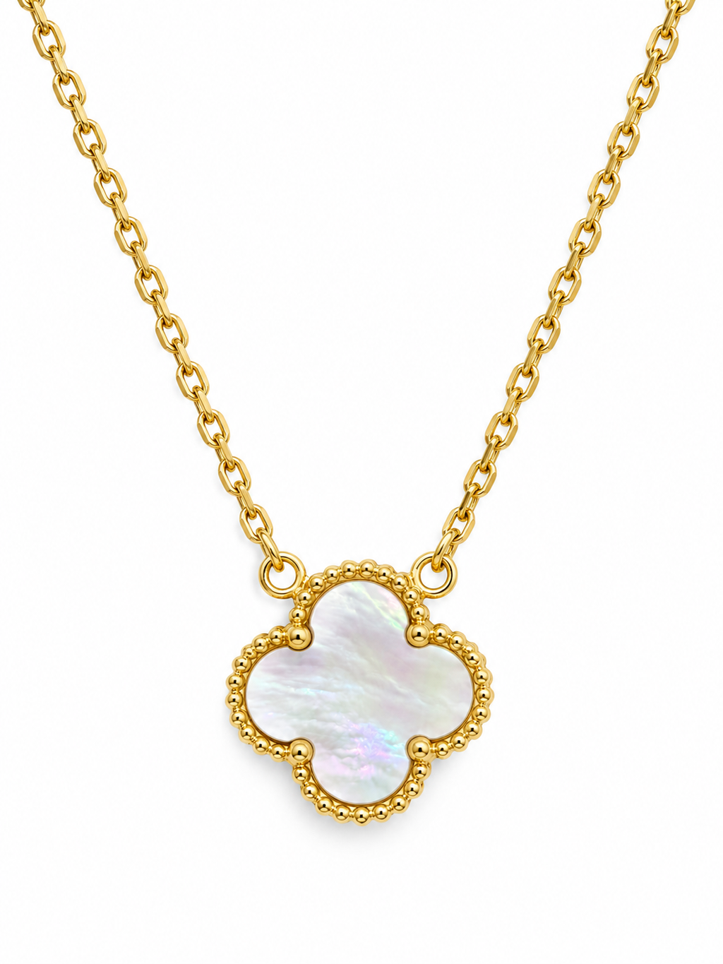 White Clover seashell ( natural seashell )