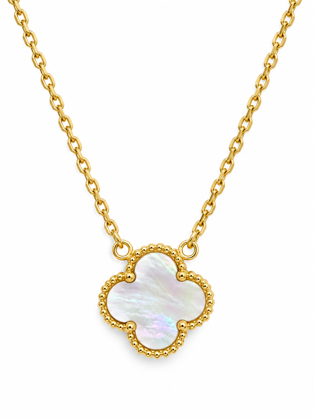 White Clover seashell ( natural seashell )